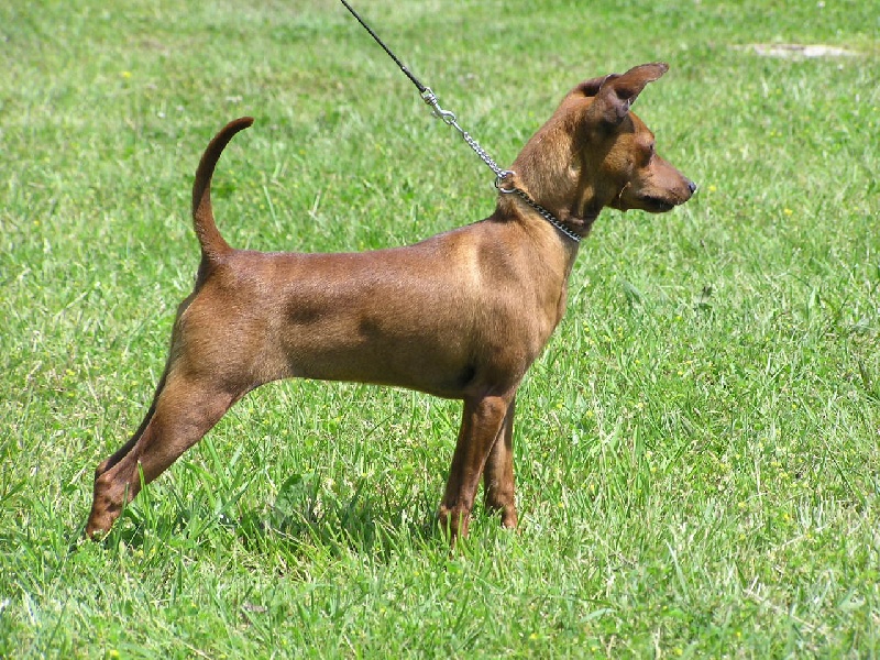 Copie conforme Des Pinscheboules - Prometteur