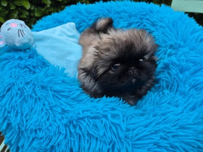 Les chiots de Pekinois