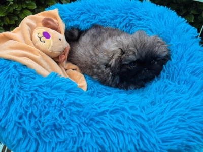 Les chiots de Pekinois