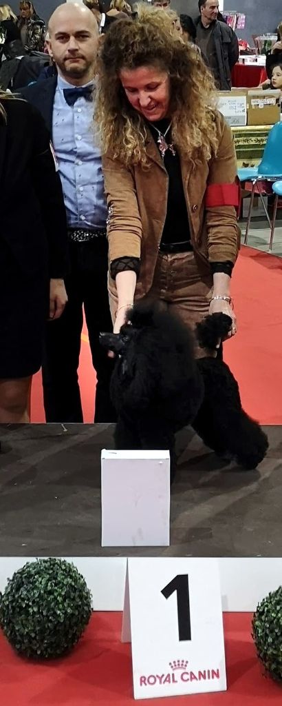 Night shadow du petit lord - 1st exc CAC + BOB + BIG9 + BIS 2nd