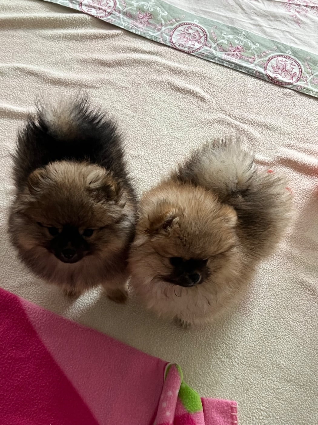 Spitz allemand - au jardin des merveilles