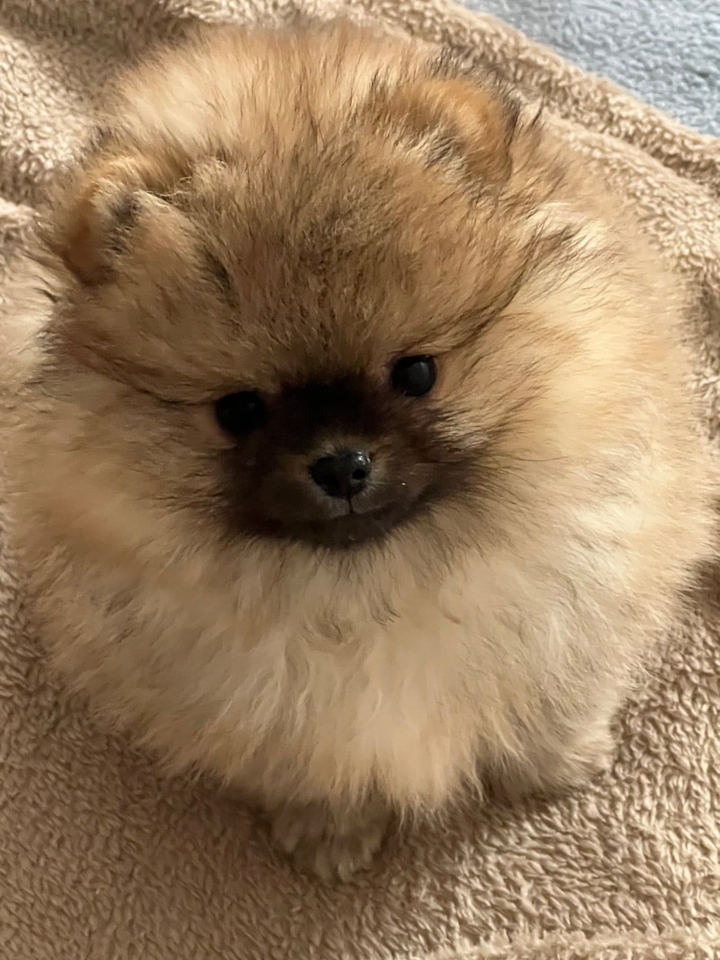 Spitz allemand - au jardin des merveilles