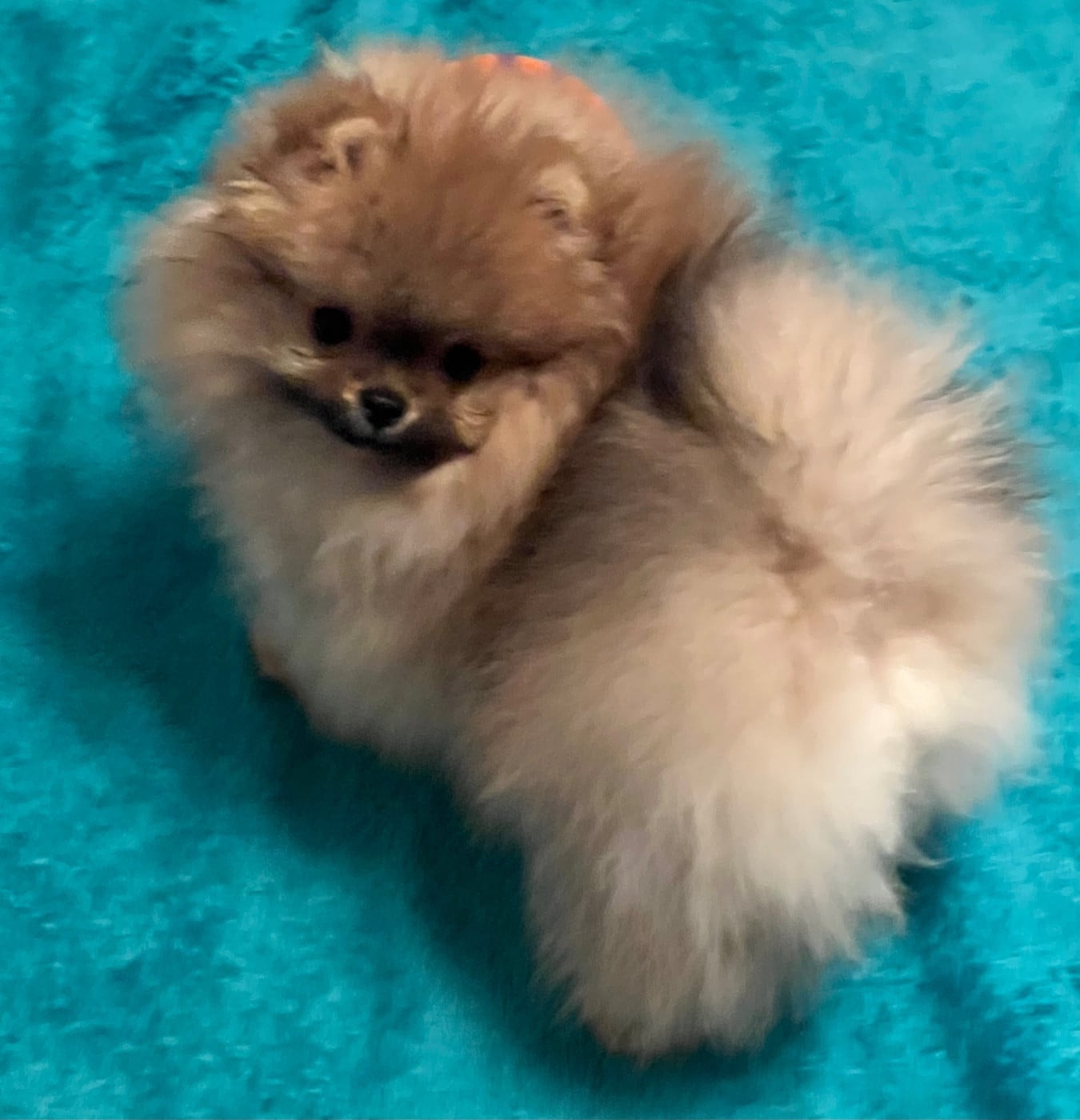 Spitz allemand - au jardin des merveilles