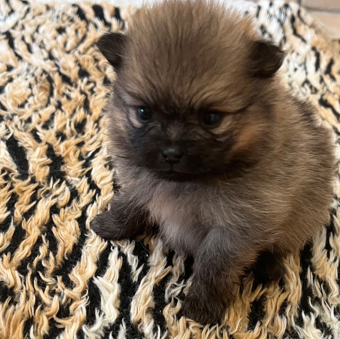 Spitz allemand - au jardin des merveilles