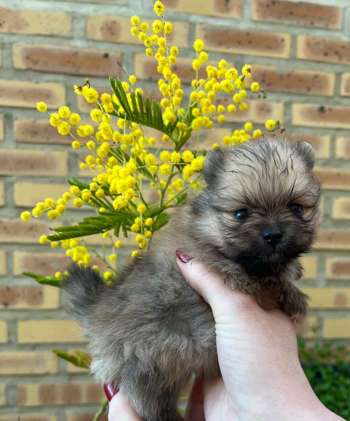 Spitz allemand - au jardin des merveilles