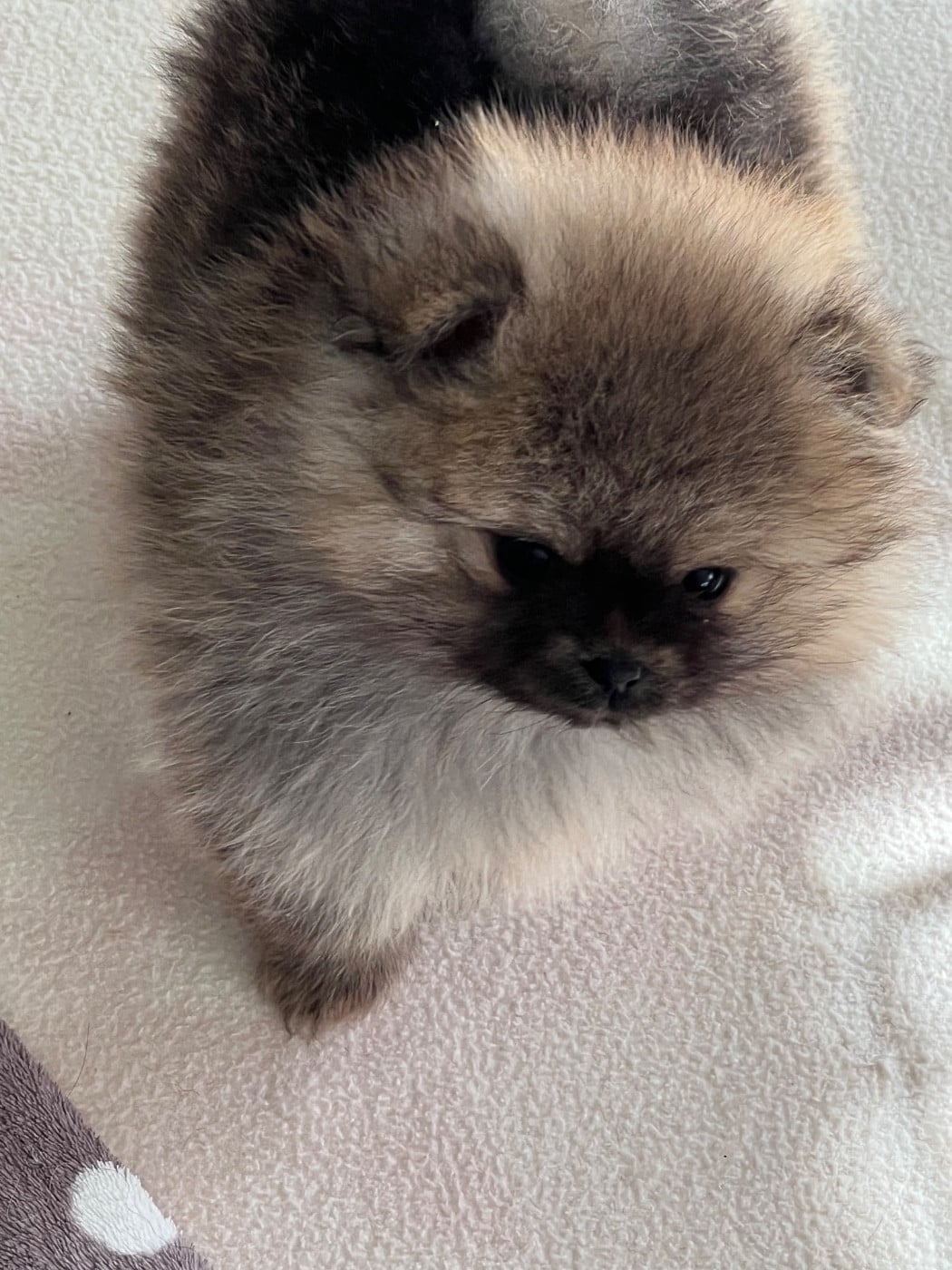 Spitz allemand - au jardin des merveilles