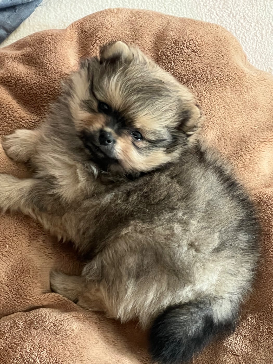 Spitz allemand - au jardin des merveilles