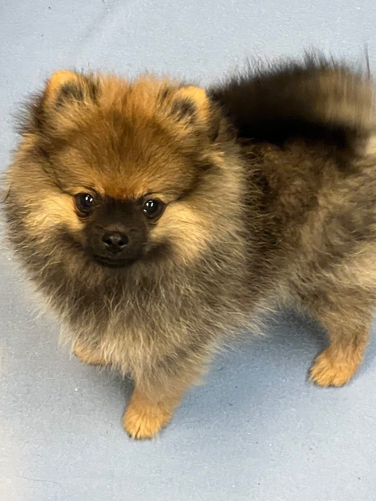 Spitz allemand - au jardin des merveilles