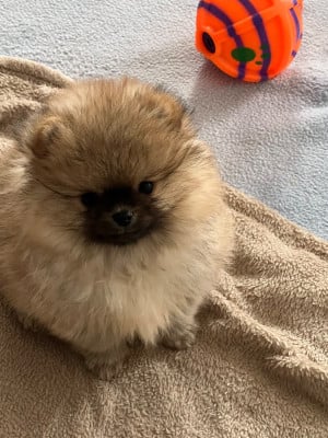 Les chiots de Spitz allemand