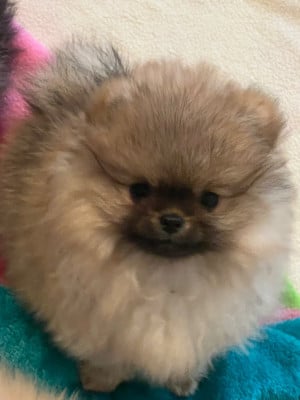 Les chiots de Spitz allemand