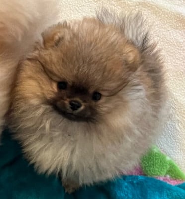 Les chiots de Spitz allemand