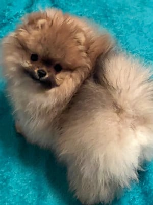 Les chiots de Spitz allemand