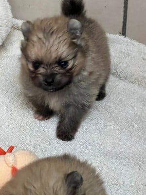 Les chiots de Spitz allemand