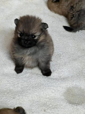 Les chiots de Spitz allemand