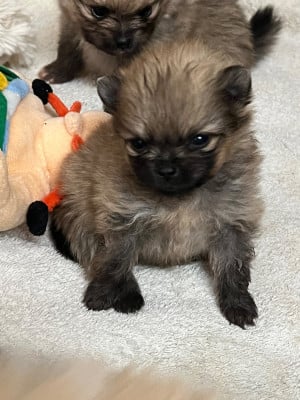 Les chiots de Spitz allemand