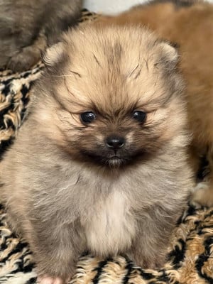 Les chiots de Spitz allemand