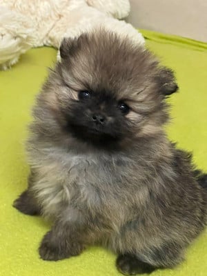 Les chiots de Spitz allemand