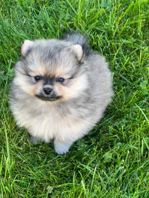 Les chiots de Spitz allemand