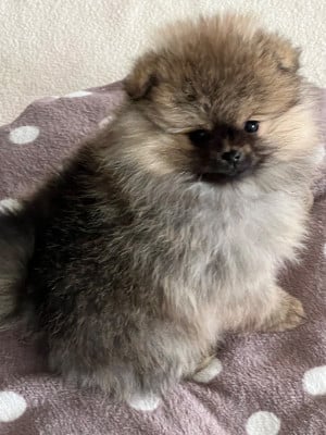 Les chiots de Spitz allemand