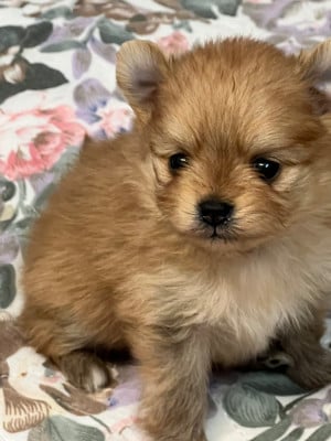 Les chiots de Spitz allemand