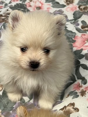 Les chiots de Spitz allemand