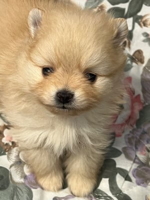 Les chiots de Spitz allemand