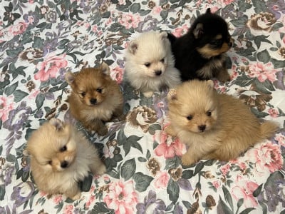 Les chiots de Spitz allemand
