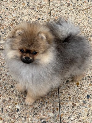 Les chiots de Spitz allemand