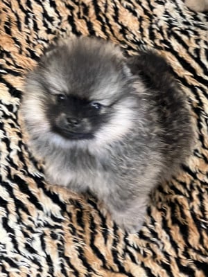 Les chiots de Spitz allemand