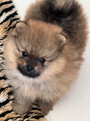 Les chiots de Spitz allemand