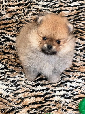 Les chiots de Spitz allemand