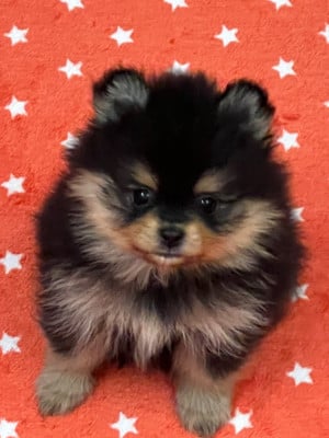 Les chiots de Spitz allemand