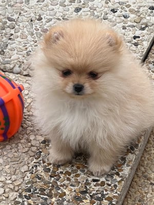 Les chiots de Spitz allemand