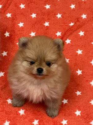 Les chiots de Spitz allemand
