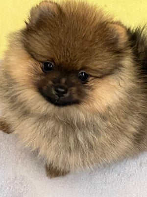Les chiots de Spitz allemand