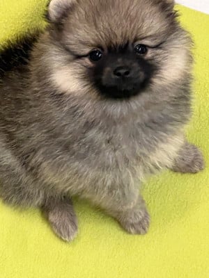 Les chiots de Spitz allemand
