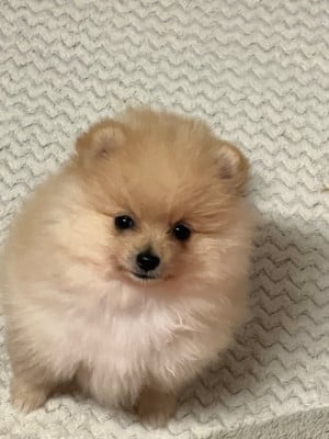 Les chiots de Spitz allemand