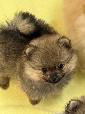 Les chiots de Spitz allemand