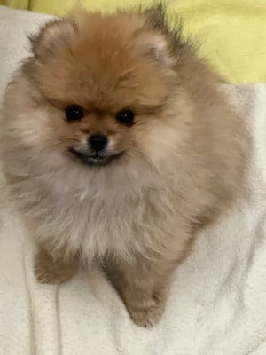 Les chiots de Spitz allemand