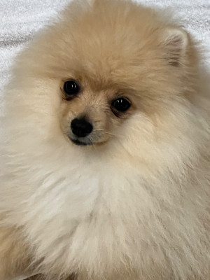 Les chiots de Spitz allemand
