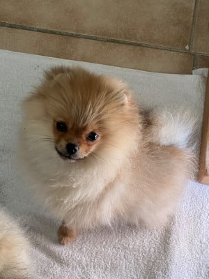 Les chiots de Spitz allemand