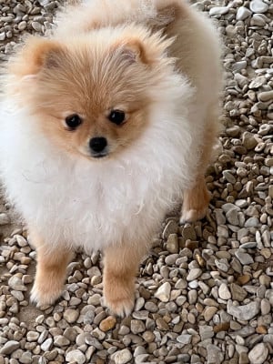 Les chiots de Spitz allemand