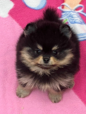 Les chiots de Spitz allemand