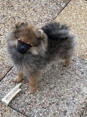 Les chiots de Spitz allemand