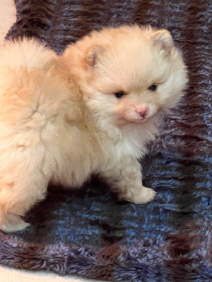 Les chiots de Spitz allemand