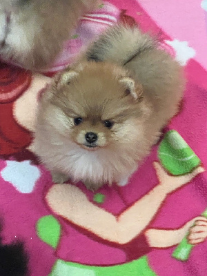 Les chiots de Spitz allemand