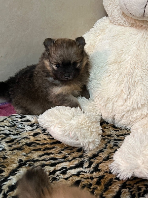 Les chiots de Spitz allemand