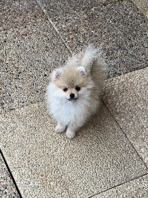 Les chiots de Spitz allemand