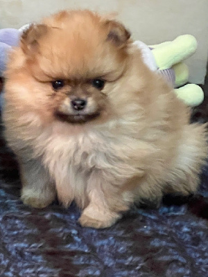 Les chiots de Spitz allemand