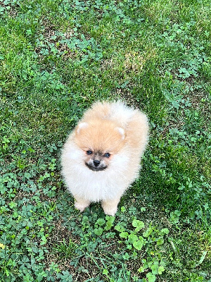 Les chiots de Spitz allemand